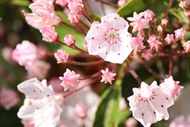 kalmia-770766__180